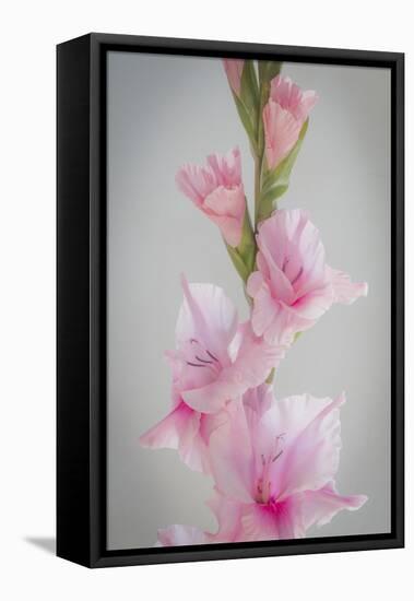 Pink Gladiola II-Kathy Mahan-Framed Premier Image Canvas