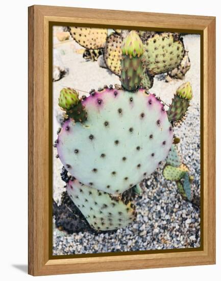 Pink Green Cactus I-Irena Orlov-Framed Premier Image Canvas