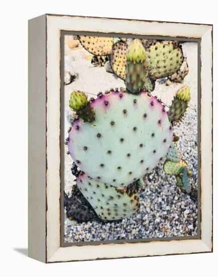 Pink Green Cactus I-Irena Orlov-Framed Premier Image Canvas