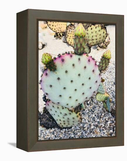 Pink Green Cactus I-Irena Orlov-Framed Premier Image Canvas
