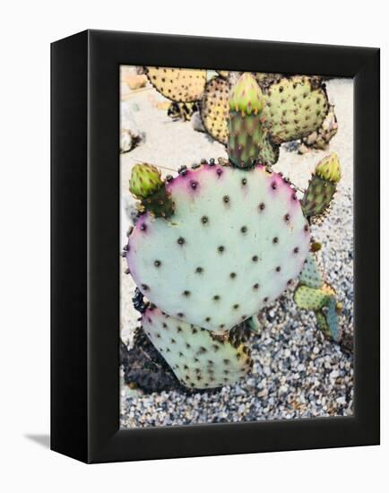 Pink Green Cactus I-Irena Orlov-Framed Premier Image Canvas