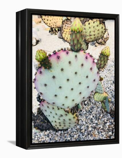 Pink Green Cactus I-Irena Orlov-Framed Premier Image Canvas