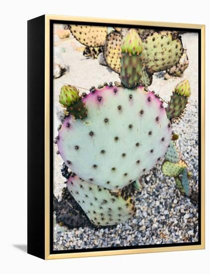 Pink Green Cactus I-Irena Orlov-Framed Premier Image Canvas