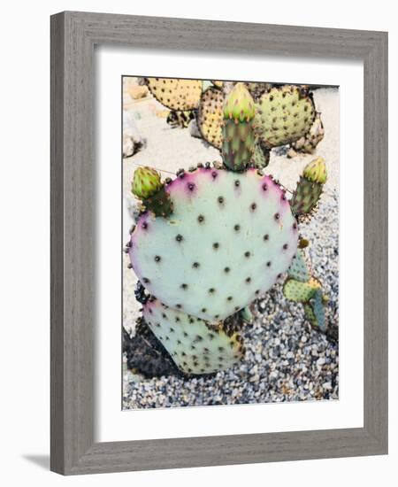 Pink Green Cactus I-Irena Orlov-Framed Photographic Print