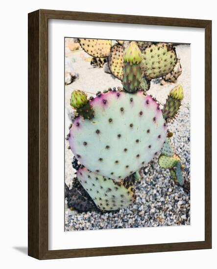 Pink Green Cactus I-Irena Orlov-Framed Photographic Print