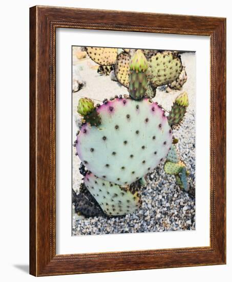 Pink Green Cactus I-Irena Orlov-Framed Photographic Print