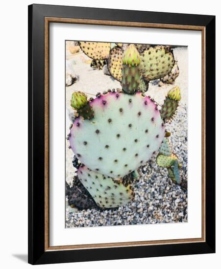 Pink Green Cactus I-Irena Orlov-Framed Photographic Print