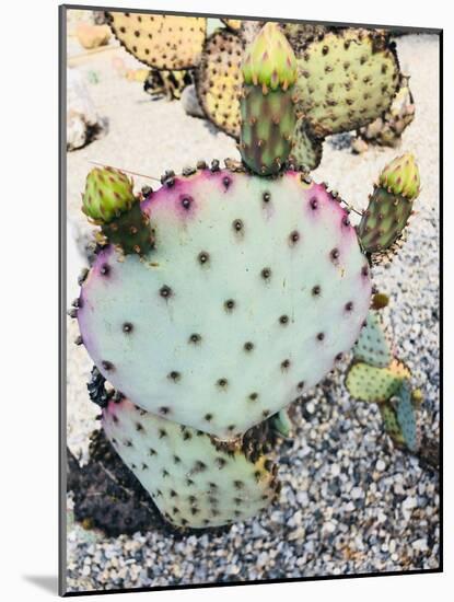 Pink Green Cactus I-Irena Orlov-Mounted Photographic Print