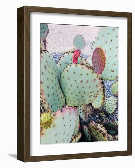 Pink Green Cactus II-Irena Orlov-Framed Photographic Print