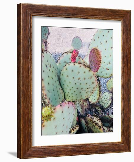 Pink Green Cactus II-Irena Orlov-Framed Photographic Print