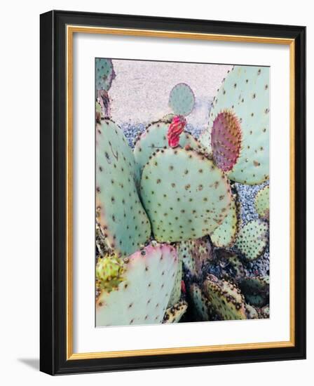 Pink Green Cactus II-Irena Orlov-Framed Photographic Print