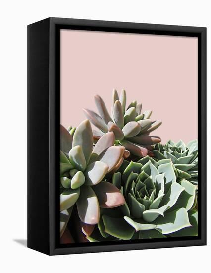 Pink Green Succulents-Urban Epiphany-Framed Premier Image Canvas