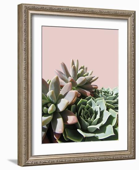 Pink Green Succulents-Urban Epiphany-Framed Photographic Print