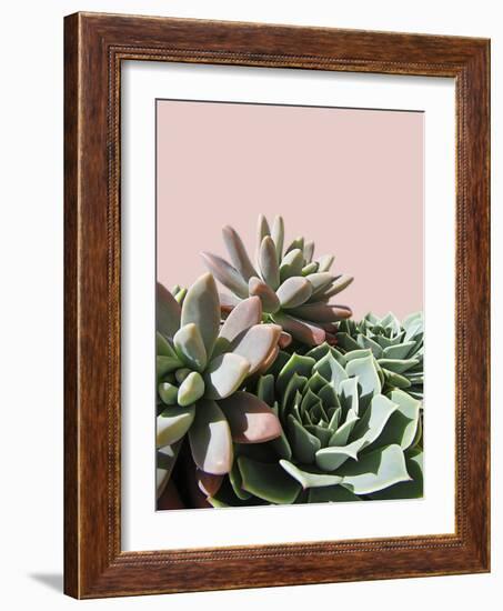 Pink Green Succulents-Urban Epiphany-Framed Photographic Print