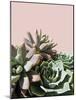Pink Green Succulents-Urban Epiphany-Mounted Photographic Print