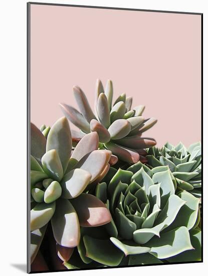 Pink Green Succulents-Urban Epiphany-Mounted Photographic Print