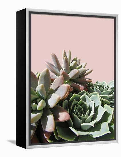 Pink Green Succulents-Urban Epiphany-Framed Premier Image Canvas