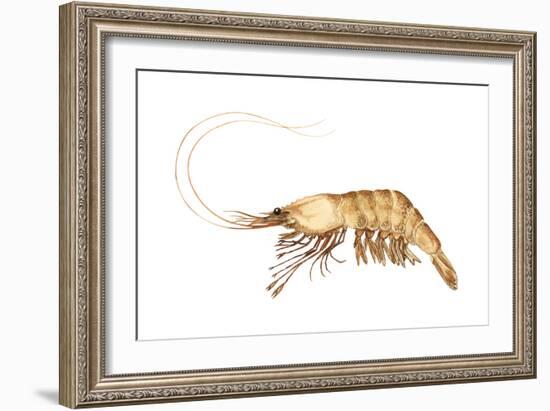 Pink-Grooved Shrimp (Peneus Duorarum), Crustaceans-Encyclopaedia Britannica-Framed Art Print
