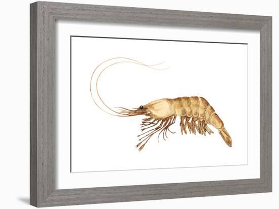 Pink-Grooved Shrimp (Peneus Duorarum), Crustaceans-Encyclopaedia Britannica-Framed Art Print