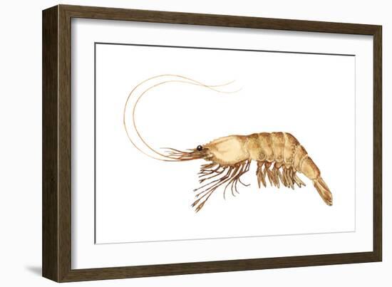 Pink-Grooved Shrimp (Peneus Duorarum), Crustaceans-Encyclopaedia Britannica-Framed Art Print