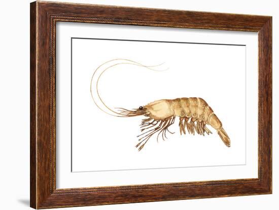 Pink-Grooved Shrimp (Peneus Duorarum), Crustaceans-Encyclopaedia Britannica-Framed Art Print