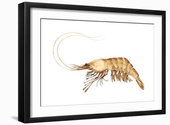 Pink-Grooved Shrimp (Peneus Duorarum), Crustaceans-Encyclopaedia Britannica-Framed Art Print