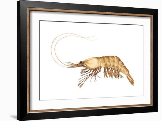 Pink-Grooved Shrimp (Peneus Duorarum), Crustaceans-Encyclopaedia Britannica-Framed Art Print