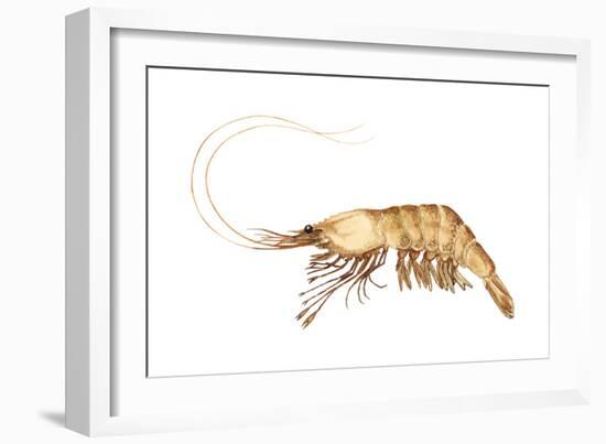 Pink-Grooved Shrimp (Peneus Duorarum), Crustaceans-Encyclopaedia Britannica-Framed Art Print