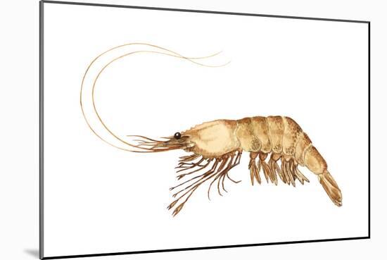 Pink-Grooved Shrimp (Peneus Duorarum), Crustaceans-Encyclopaedia Britannica-Mounted Art Print