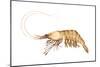 Pink-Grooved Shrimp (Peneus Duorarum), Crustaceans-Encyclopaedia Britannica-Mounted Art Print