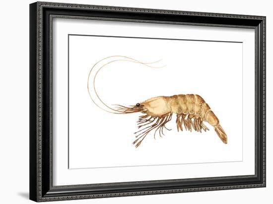 Pink-Grooved Shrimp (Peneus Duorarum), Crustaceans-Encyclopaedia Britannica-Framed Art Print