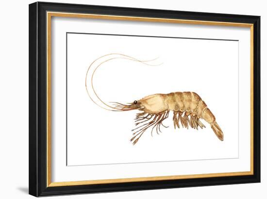 Pink-Grooved Shrimp (Peneus Duorarum), Crustaceans-Encyclopaedia Britannica-Framed Art Print