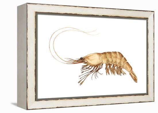 Pink-Grooved Shrimp (Peneus Duorarum), Crustaceans-Encyclopaedia Britannica-Framed Stretched Canvas