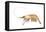 Pink-Grooved Shrimp (Peneus Duorarum), Crustaceans-Encyclopaedia Britannica-Framed Stretched Canvas