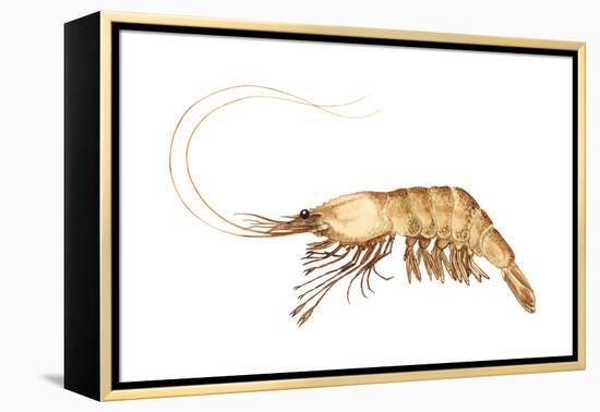 Pink-Grooved Shrimp (Peneus Duorarum), Crustaceans-Encyclopaedia Britannica-Framed Stretched Canvas