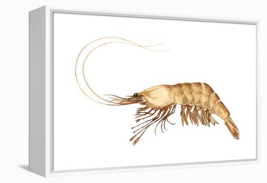 Pink-Grooved Shrimp (Peneus Duorarum), Crustaceans-Encyclopaedia Britannica-Framed Stretched Canvas