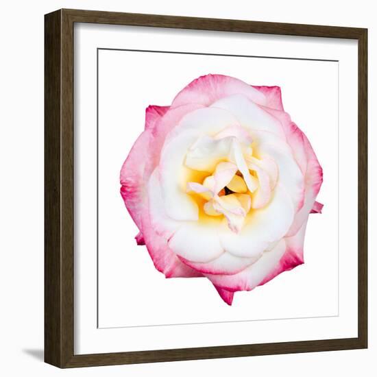 Pink Harmony I-James Guilliam-Framed Giclee Print