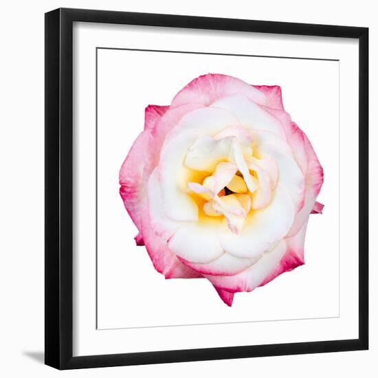 Pink Harmony I-James Guilliam-Framed Giclee Print