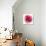 Pink Harmony II-James Guilliam-Giclee Print displayed on a wall