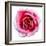 Pink Harmony II-James Guilliam-Framed Giclee Print