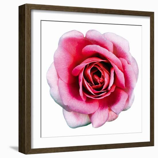 Pink Harmony II-James Guilliam-Framed Giclee Print