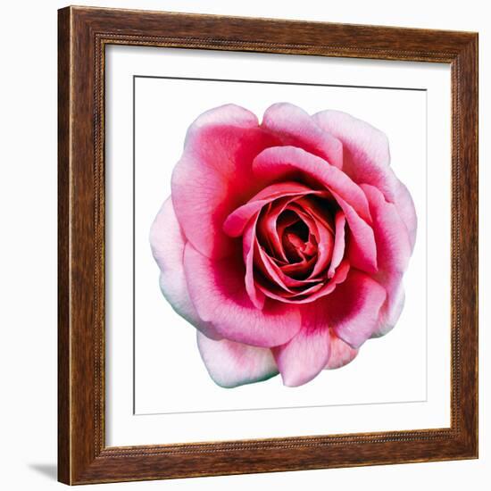 Pink Harmony II-James Guilliam-Framed Giclee Print