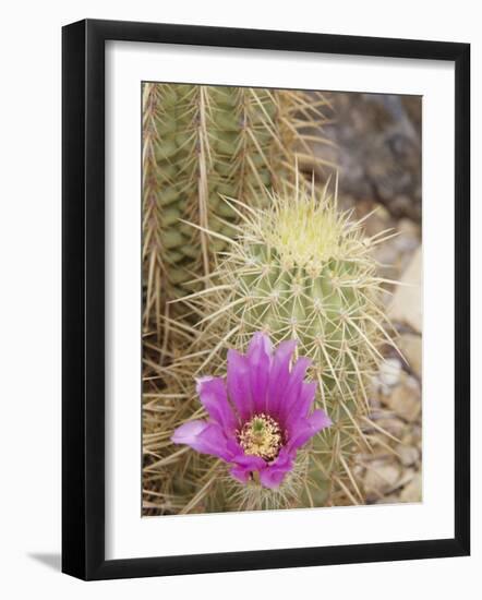 Pink Hedgehog Cactus Blossom, Arizona-Sonora Desert Museum, Tucson, Arizona, USA-Merrill Images-Framed Photographic Print