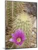 Pink Hedgehog Cactus Blossom, Arizona-Sonora Desert Museum, Tucson, Arizona, USA-Merrill Images-Mounted Photographic Print