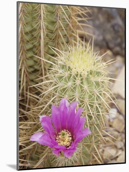 Pink Hedgehog Cactus Blossom, Arizona-Sonora Desert Museum, Tucson, Arizona, USA-Merrill Images-Mounted Photographic Print