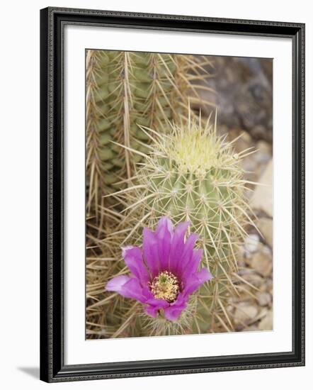 Pink Hedgehog Cactus Blossom, Arizona-Sonora Desert Museum, Tucson, Arizona, USA-Merrill Images-Framed Photographic Print