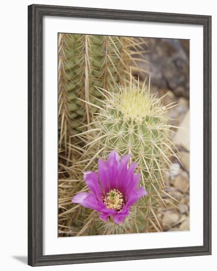 Pink Hedgehog Cactus Blossom, Arizona-Sonora Desert Museum, Tucson, Arizona, USA-Merrill Images-Framed Photographic Print