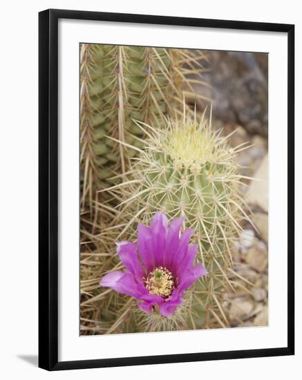 Pink Hedgehog Cactus Blossom, Arizona-Sonora Desert Museum, Tucson, Arizona, USA-Merrill Images-Framed Photographic Print