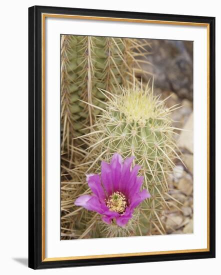 Pink Hedgehog Cactus Blossom, Arizona-Sonora Desert Museum, Tucson, Arizona, USA-Merrill Images-Framed Photographic Print