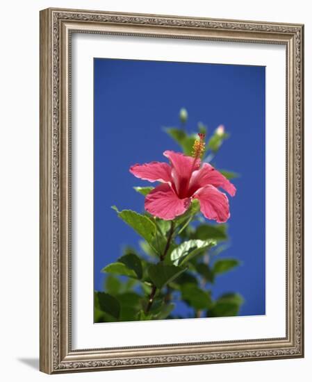 Pink Hibiscus Flower, Bermuda, Central America-Robert Harding-Framed Photographic Print